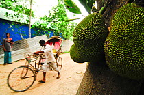 Close up of Kathal or jackfruit with a man wheeling bicycle taxi in the background, Bangladesh. June 2012.