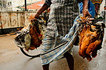 Close-up of live chickens being in carried through the streets of Dhaka, Bangladesh, June 2012.