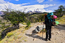 Hiker on  trail to Laguna Torre below Cerro Torre, with Mount Fitz-Roy in the background, Los Glaciares National Park, Patagonia, Argentina. January 2006. Model released.