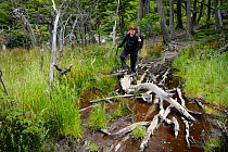 Hiker  on a boggy trail in Valle del Frances,  Torres del Paine National Park, Patagonia, Chile. Model released.