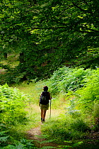 Woman hiking in Irati forest, Aezkoa valley, Pyrenees, Navarra, Spain. Model released.