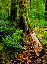 Old growth forest with trees, trunks, mosses and ferns in Carmanah-Walbran Provincial Park, Vancouver Island, Bristish Columbia, Canada