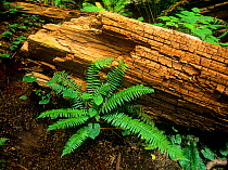 Fern and rotten trunk in Carmanah old growth forest, Carmanah-Walbran Provincial Park, Vancouver Island, British Columbia, Canada