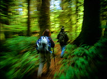 Two hikers with backpacks walking through the old-growth forest of Carmanah-Walbran Provincial Park, Vancouver Island, British Columbia, Canada