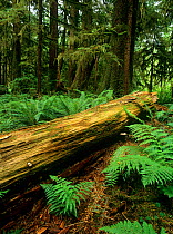 Old fallen tree trunk in  old-growth forest of Carmanah-Walbran Provincial Park, Vancouver Island, British Columbia, Canada
