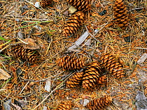 White Spruce (Picea glauca) cones on the forest floor, Yoho National Park, Rocky Mountains, British Columbia, Canada