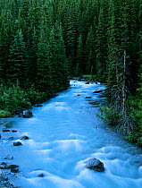 Nigel Creek with conifer forest at dusk, Banff National Park, Rocky Mountains, Alberta, Canada