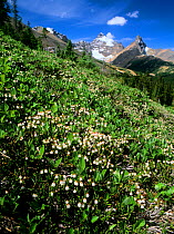 White Mountain Heather (Cassiope mertensiana) in flower growing on mountain slope in Banff National Park, Rocky Mountains, Alberta, Canada