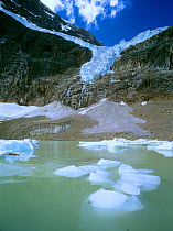 Icebergs in a lake below Angel Glacier, Jasper National Park, Rocky Mountains, Alberta, Canada
