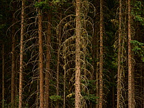 Conifer forest tree trunks in Fraser Valley, Mount Robson Provincial Park, Rocky Mountains, British Columbia, Canada