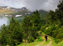 Hiker walking the GR11 long distance footpath near Queralbs in Ribes valley, Pyrenees, Ripollas, Catalonia, Spain (Model released)