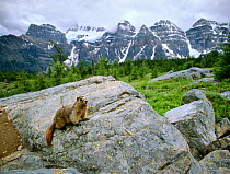 Hoary Marmot (Marmota caligata) on a rock in Banff National Park, Rocky Mountains, Canada