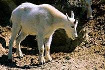 Mountain Goat (Oreamnos americanus) in Banff National Park, Rocky Mountains, Alberta, Canada