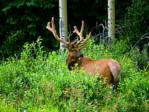 Red Deer / Elk (Cervus elaphus) male in summer in Jasper National Park, Rocky Mountains, Alberta, Canada