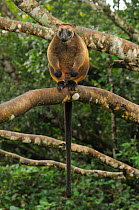 Lumholtz's Tree Kangaroo (Dendrolagus lumholtzi) male perched on tree branch. Queensland, Australia, November.