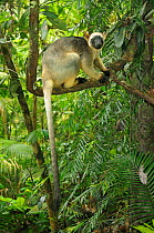 Lumholtz's Tree Kangaroo (Dendrolagus lumholtzi) female perched on tree branch.Queensland, Australia, November.  Digital composite.