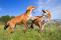 Two Red Foxes (Vulpes vulpes) fighting. The Netherlands~August.