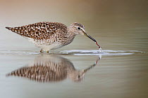 Wood Sandpiper (Tringa glareola) foraging for worms in water. Bulgaria, April.