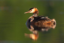 Great Crested Grebe (Podiceps cristatus) with two young chicks on her back. La Dombes lake area, France, July.