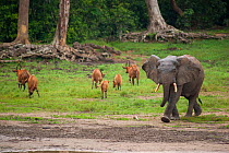 African Forest elephant (Loxodonta africana cyclotis) entering bai whilst group of Bongo antelope (Tragelaphus euryceros) leave, Dzanga Bai, Dzanga-Ndoki National Park, Central African Republic