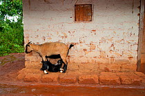African domestic goat female with suckling kid, sheltering under the eves of a village house in wet season, Boukoko village, Central African Republic