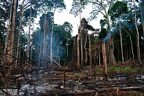 Slash and burn agricultural activity outside the town of Bayanga, ironically where headquarters for Dzanga-Ndoki National Park is located, Southern Central African Republic, March 2012.  Forest cleara...
