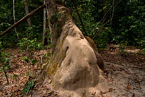 Termite mound (Macrotermes) located close to elephant wallowing hole and used as a scratch post by passing African Forest Elephants (Loxodonta africana cyclotis). Agile Mangabey (Cercocebus agilis) pa...
