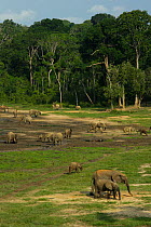 African Forest elephants (Loxodonta africana cyclotis), visiting Dzanga Bai, Dzanga-Ndoki National Park, Central African Republic