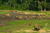 African Forest elephants (Loxodonta africana cyclotis), visiting Dzanga Bai, Dzanga-Ndoki National Park, Central African Republic