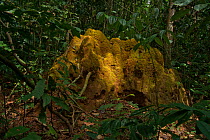 Termite (Macrotermes) mound located in forest interior, Bai Hokou, Dzanga-Ndoki National Park, Central African Republic