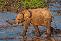 African Forest elephant (Loxodonta africana cyclotis) calf in water, visiting Dzanga Bai, Dzanga-Ndoki National Park, Central African Republic