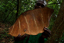 Giant seed pod held in human hands, Bai Hokou, Dzanga-Ndoki National Park, Central African Republic.