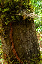 Silkrubber / Landa / Ndembo (Funtumia elastica)seed feathery aerodynamic seed delivery system caught on a tree trunk in moss next to a termite tunnel. Bai Hokou, Dzanga-Ndoki National Park, Central Af...