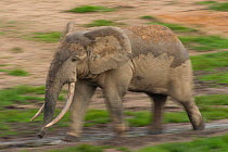 African Forest elephant (Loxodonta africana cyclotis) bull walking across Dzanga Bai. Elephants visit the forest clearings to obtain valuable minerals located at certain points within the clearing's w...