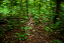 Agile Mangabey moving through forest. Wide shot showing rainforest environment. (Cercocebus agilis). Bai Hokou, Dzanga-Ndoki National Park, Central African Republic