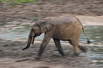 African Forest elephant (Loxodonta africana cyclotis) walking across Dzanga Bai, elephants visit the forest clearings to obtain valuable minerals located at certain points within the clearing's water...