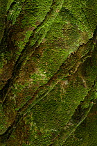 Landa / Ndembo / Silkrubber tree (Funtumia elastica) bark with 30 year-old tapping score marks.  Bai Hokou, Dzanga-Ndoki National Park, Central African Republic.
