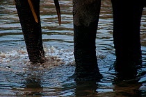 African Forest elephant (Loxodonta africana cyclotis) adult blowing air into mineral-rich sediment hole in stream flowing through forest clearing, Dzanga-Ndoki National Park, Central African Republic