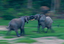 African Forest elephant (Loxodonta africana cyclotis) bulls sparing, blurred motion, Dzanga-Ndoki National Park, Central African Republic
