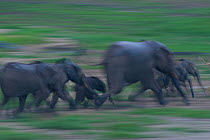 African Forest elephant (Loxodonta africana cyclotis) families running across Dzanga Bai in early evening, Dzanga-Ndoki National Park, Central African Republic