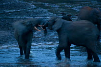 African Forest elephant (Loxodonta africana cyclotis) bulls sparring in poor evening light.  Elephants visit the forest clearings to obtain valuable minerals located at certain points within the clear...