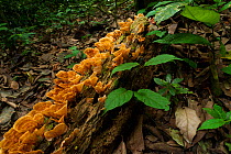 'Boda' fungi growing on forest floor, the Ba'Aka name for a non-edible, unidentified species of fungi found throughout the forest just after the start of the rainy season. Bai Hokou, Dzanga-Ndoki Nati...