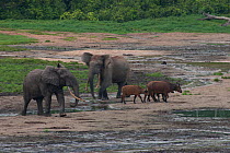 African Forest elephants (Loxodonta africana cyclotis) next to African forest buffalo (Syncerus caffer nanus). Elephants visit the forest clearings (bai) to obtain valuable minerals located at certain...