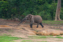 African Forest elephant (Loxodonta africana cyclotis) bull in musth following female elephant scent, Dzanga-Ndoki National Park, Central African Republic