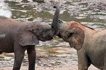 African Forest elephants (Loxodonta africana cyclotis) calves play sparring at Dzanga Bai, Dzanga-Ndoki National Park, Central African Republic