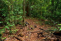 Agile mangabeys (Cercocebus agilis) foraging and moving around forest floor. Bai Hokou, Dzanga-Ndoki National Park, Central African Republic.