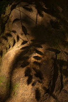 'Kafa Tingunda' leaf shadows on elephant abrased termite mound on forest floor, Bai Hokou, Dzanga-Ndoki National Park, Central African Republic