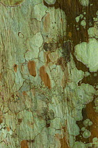 Mottled 'Bolongo' tree bark patterns and shades with fly on lower tree trunk, Bai Hokou, Dzanga-Ndoki National Park, Central African Republic.