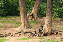 Black and white colobus (Colobus guereza) visiting rainforest clearing. Like many forest species, these primates visit these forest clearings in order to partake of minerals exposed by elephants excav...