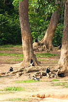 Black and white colobus (Colobus guereza) visiting rainforest clearing. Like many forest species, these primates visit these forest clearings in order to partake of minerals exposed by elephants excav...